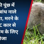 चूहे की पूंछ में पत्थर बांध नाले में डुबाया, मरने के बाद एसी कार से पोर्टमार्टम के लिए भेज दिया गया