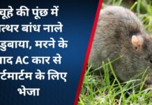 चूहे की पूंछ में पत्थर बांध नाले में डुबाया, मरने के बाद एसी कार से पोर्टमार्टम के लिए भेज दिया गया
