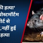 ‘चूहे की हत्या’ केस में पोस्टमॉर्टम रिपोर्ट से ट्विस्ट,नहीं हुई थी हत्या,फेफड़े-लीवर पहले से थे खराब