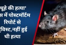 ‘चूहे की हत्या’ केस में पोस्टमॉर्टम रिपोर्ट से ट्विस्ट,नहीं हुई थी हत्या,फेफड़े-लीवर पहले से थे खराब