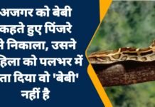 अजगर को बेबी कहते हुए पिंजरे से निकाला, उसने महिला को पलभर में बता दिया वो ‘बेबी’ नहीं है