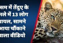 असम में तेंदुए के हमले में 13 लोग घायल, सामने आया चौंकाने वाला वीडियो