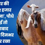3 हजार की बकरी, 2 हजार का जुर्माना ;पौधे खा गई तो औरंगाबाद पुलिस ने दिनभर बांध कर रखा