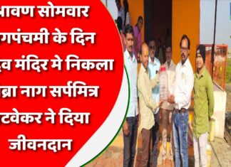 श्रावण सोमवार नागपंचमी के दिन महादेव मंदिर मे निकला कोब्रा नाग सर्पमित्र पटवेकर ने दिया जीवनदान